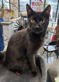 Cory 4.6.26 -  Domestic Short Hair Cat for Adoption in Apopka, Florida - Cory 4.6.26 | PetCurious