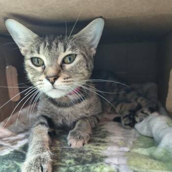 Dorothy -  Domestic Short Hair Cat for Adoption in Knoxville, Tennessee - Dorothy | PetCurious