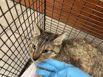Domestic Short Hair Cats Available for Adoption in San Antonio, Texas - LORI | PetCurious