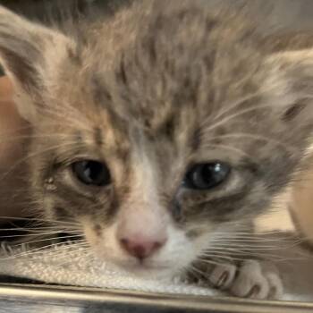 Rose -  Domestic Short Hair Cat for Adoption in Richmond Hill, Georgia - Rose | PetCurious
