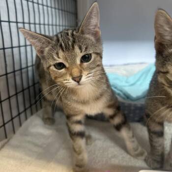 Jr -  Domestic Short Hair Cat for Adoption in Sarasota, Florida - Jr | PetCurious