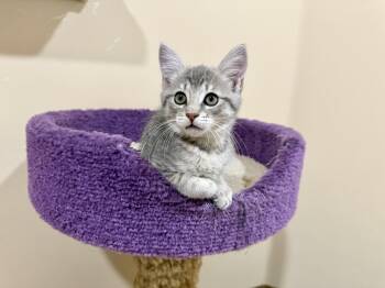 Rescue Domestic Short Hair Cats for Adoption in Agoura Hills, California - Percy | PetCurious