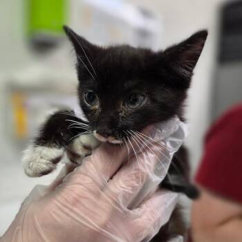 Rubber Band -  Domestic Short Hair Cat for Adoption in Charleston, West Virginia - Rubber Band | PetCurious