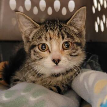 Rescue Domestic Short Hair Cats for Adoption in Columbia, Missouri - Moo Shu | PetCurious