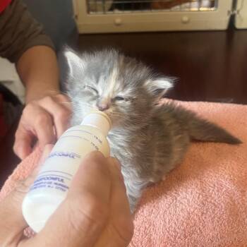 Domestic Medium Hair Cats Available for Adoption in San Antonio, Texas - Hyacinth | PetCurious