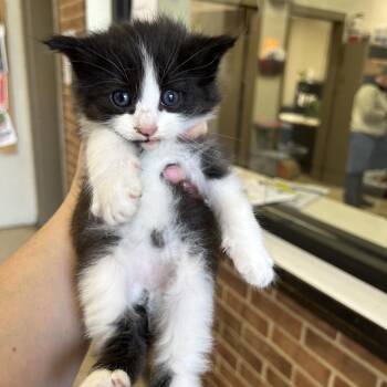 Stumpy -  Domestic Medium Hair Cat for Adoption in Birmingham, Alabama - Stumpy | PetCurious