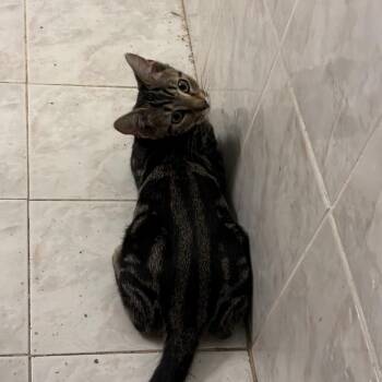 Mochi -  Domestic Short Hair Cat for Adoption in Buffalo, New York - Mochi | PetCurious