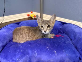 Swimmy -  Tabby Cat for Adoption in San Antonio, Texas - Swimmy | PetCurious