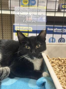 Maple Butters -  Domestic Short Hair Cat for Adoption in Deltona, Florida - Maple Butters | PetCurious