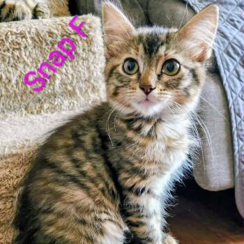 Snap -  Domestic Medium Hair Cat for Adoption in Madison, Wisconsin - Snap | PetCurious