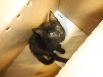 BOOGER -  Domestic Short Hair Cat for Adoption in San Jose, California - BOOGER | PetCurious