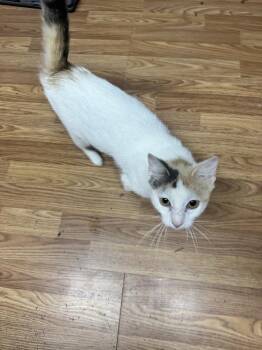 Cricket -  Calico Cat for Adoption in Plumerville, Arkansas - Cricket | PetCurious