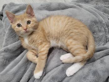 Rescue Domestic Short Hair Cats for Adoption in Greenwood, Indiana - Marmalade | PetCurious