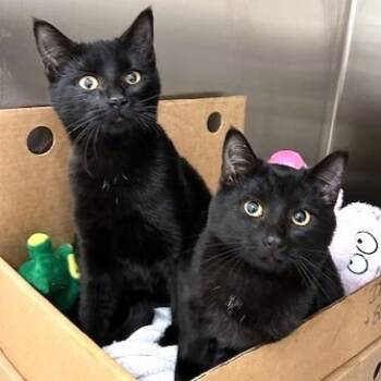 Rescue Domestic Short Hair Cats for Adoption - Dawna | PetCurious