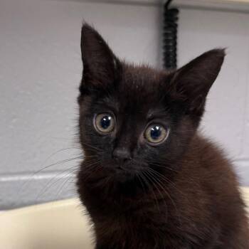 Winona -  Domestic Medium Hair Cat for Adoption in Greenville, South Carolina - Winona | PetCurious