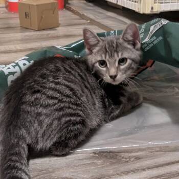 Labret -  Domestic Short Hair Cat for Adoption in Binghamton, New York - Labret | PetCurious