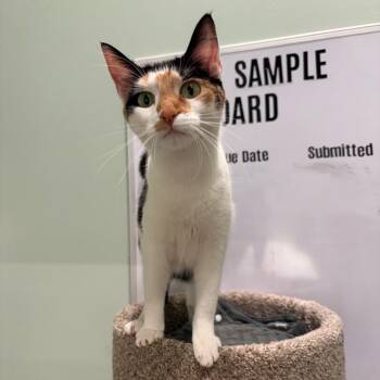 Hazel -  Domestic Short Hair Cat for Adoption in Skokie, Illinois - Hazel | PetCurious