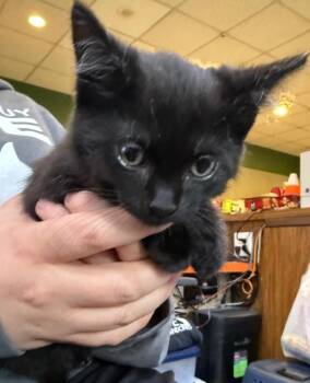 Templeton -  Domestic Short Hair Cat Available for Adoption - Templeton | PetCurious