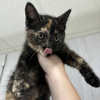 Pinkie Pie -  Domestic Short Hair Cat for Adoption in Beaumont, Texas - Pinkie Pie | PetCurious