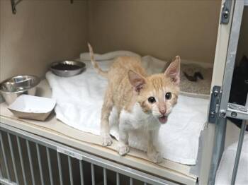 LINK -  Domestic Short Hair Cat for Adoption in Santa Fe, New Mexico - LINK | PetCurious