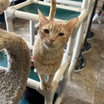 Rescue Domestic Short Hair Cats for Adoption in Peru, Illinois - Bella Sol | PetCurious