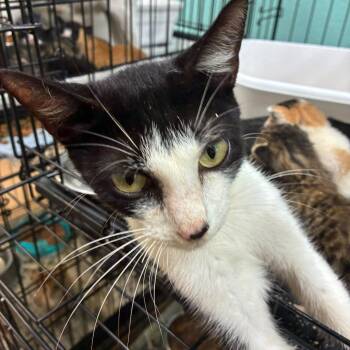 Morticia -  Domestic Short Hair Cat for Adoption in Gadsden, Alabama - Morticia | PetCurious