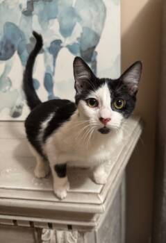Domestic Short Hair Cats Available for Adoption - Morticia | PetCurious