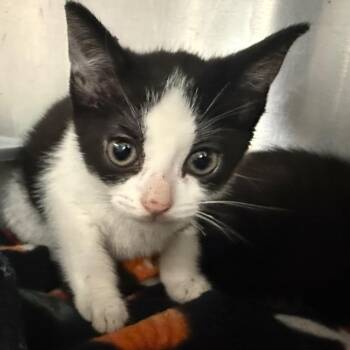 Galo, Cruz and Zero -  American Shorthair Cat Available for Adoption in Bethel, Connecticut - Galo, Cruz And Zero | PetCurious