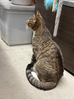 Morgan -  Domestic Short Hair Cat for Adoption in Breinigsville, Pennsylvania - Morgan | PetCurious