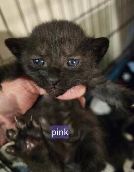 Unity -  Domestic Short Hair Cat for Adoption in Kennewick, Washington - Unity | PetCurious