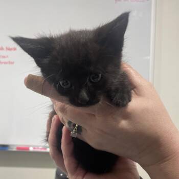 Selena -  Domestic Short Hair Cat for Adoption in Tampa, Florida - Selena | PetCurious
