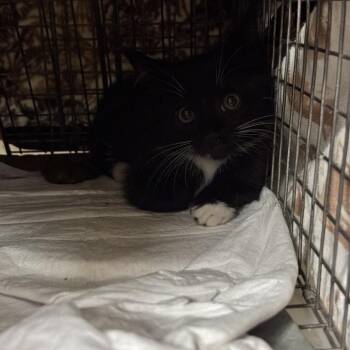 Gresso 5 - Barn Cat! -  Domestic Short Hair Cat for Adoption in Bristol, Indiana - Gresso 5 - Barn Cat! | PetCurious