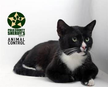 Domestic Short Hair Cats Available for Adoption in Winter Haven, Florida - MITTENS | PetCurious