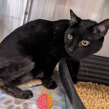 Domestic Short Hair Cats Available for Adoption in Manhattan, Kansas - Jack Black | PetCurious