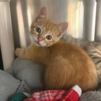 Domestic Short Hair Cats Available for Adoption in Springfield, Illinois - Nacho Fry | PetCurious