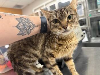 Domestic Short Hair Cats Available for Adoption - SIERRA | PetCurious