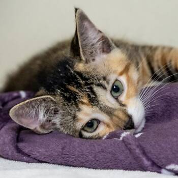 Tiger Lily -  Domestic Short Hair Cat for Adoption in Victor, New York - Tiger Lily | PetCurious