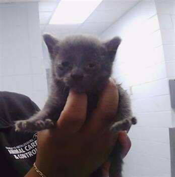 FERN -  American Shorthair Cat for Adoption in Charlotte, North Carolina - FERN | PetCurious