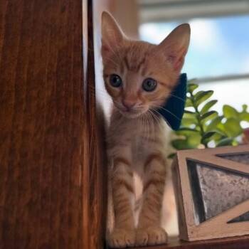 Tabby and Domestic Short Hair Cats Available for Adoption in Friendswood, Texas - Dustin Henderson | PetCurious
