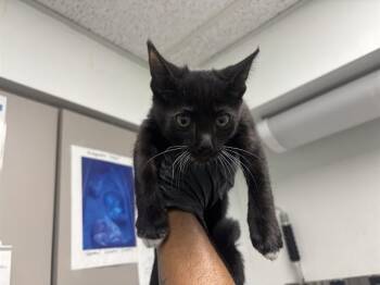 ALLLSPICE -  Domestic Short Hair Cat for Adoption in Antioch, California - ALLLSPICE | PetCurious