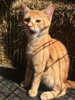 Domestic Short Hair Cats Available for Adoption - Jersey | PetCurious