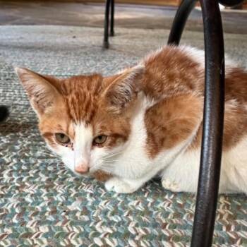 Candy Corn -  Tabby Cat for Adoption in Hawley, Pennsylvania - Candy Corn | PetCurious