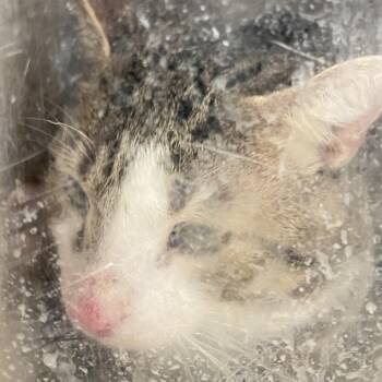 Ollie -  Domestic Short Hair Cat for Adoption in Philadelphia, Pennsylvania - Ollie | PetCurious
