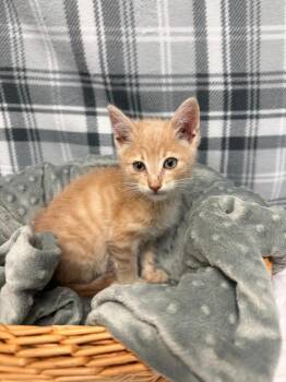 BINGO -  Domestic Short Hair Cat for Adoption in Algona, Iowa - BINGO | PetCurious