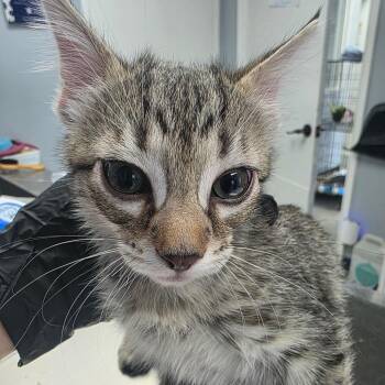Fajita -  Domestic Short Hair Cat for Adoption in Duncan, Oklahoma - Fajita | PetCurious