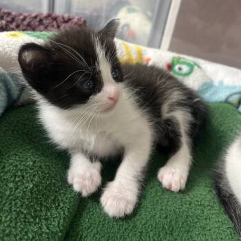 Rescue Domestic Medium Hair Cats for Adoption in Elfin Forest, California - Kevin From Sales | PetCurious