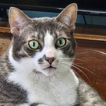 Rescue Domestic Short Hair Cats for Adoption in Fort Worth, Texas - Jaxter | PetCurious