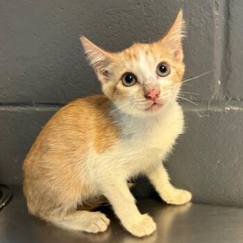 Angelica -  Domestic Short Hair Cat for Adoption in Tuscaloosa, Alabama - Angelica | PetCurious