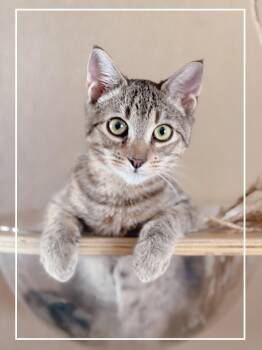 Frankie -  Domestic Short Hair Cat for Adoption in Villa Park, California - Frankie | PetCurious