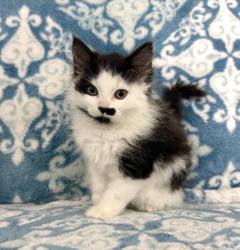Stella -  Domestic Medium Hair Cat for Adoption in Long Beach, New York - Stella | PetCurious